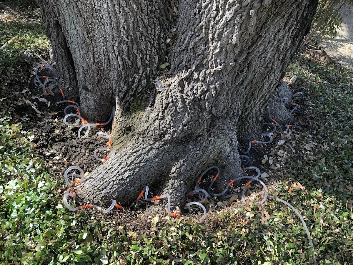 Detailed Tree Cabling and Bracing job site in Clear Creek
