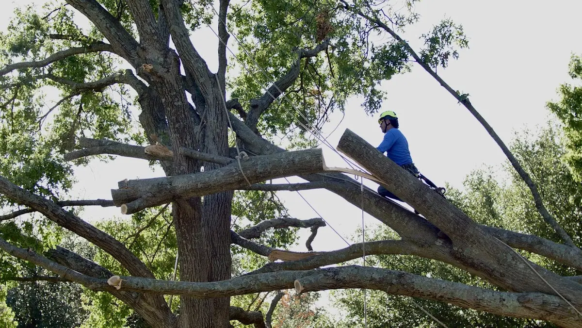 Professional Crown Thinning performed by certified arborists in Clear Creek